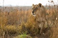 Lioness close up kruger