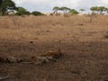 Lioness close-up, lioness with lions of Ngorongoro safari - Tarangiri in Africa Royalty Free Stock Photo