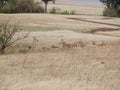 Lioness close-up, lioness with lions of Ngorongoro safari - Tarangiri in Africa