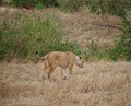 Lioness close-up, lioness with lions of Ngorongoro safari - Tarangiri in Africa Royalty Free Stock Photo