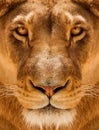 Lioness Close-up portrait, face of a female lion Royalty Free Stock Photo