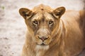 Lioness Close-up portrait, face of a female lion