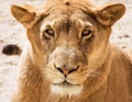 Lioness Close-up portrait, face of a female lion Royalty Free Stock Photo