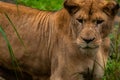 Lioness Close-up portrait, face of a female lion Panthera leo. Background close up image Royalty Free Stock Photo