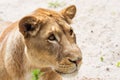 Lioness Close-up portrait, face of a female lion