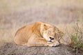 Lioness close up. Serengeti National Park, Tanzania, Africa