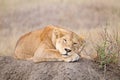 Lioness close up. Serengeti National Park, Tanzania, Africa Royalty Free Stock Photo