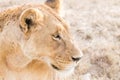 Lioness close up. Serengeti National Park, Tanzania, Africa Royalty Free Stock Photo