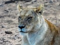 Lioness close up. South African savanna.