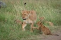 Lioness crosses grass with three playful cubs