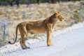 Lioness crossing a road in Etosha National Park, Namibia, Africa Royalty Free Stock Photo