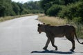 Lioness crossing the road in Kruger park Royalty Free Stock Photo