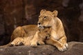 Lioness and Cub Royalty Free Stock Photo