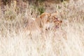 Lioness and Cub Cleaning after Dinner Royalty Free Stock Photo