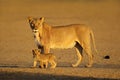 A lioness with small cub in early morning light, Kalahari desert, South Africa Royalty Free Stock Photo