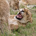 Lioness with cub, Kenya, Africa Royalty Free Stock Photo