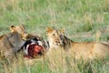 A lioness and a cub with kill Royalty Free Stock Photo