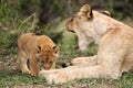 Lioness cub licking her mothers feet, Masai Mara Royalty Free Stock Photo