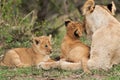 Lioness cub loving her mother, Masai Mara Royalty Free Stock Photo