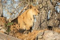 Lioness mother and cub. Royalty Free Stock Photo