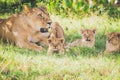 Lioness and cub relaxing in the grass. Cub are stretching his legs.