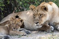 Lioness and cub see something of interest. Royalty Free Stock Photo