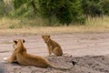 Lioness with cub Royalty Free Stock Photo