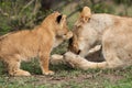 Lioness cub touching her mother with affection, Masai Mara Royalty Free Stock Photo