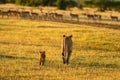 Lioness and cub walk towards impala herd