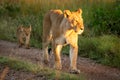 Lioness and cub walking on gravel track