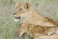 Lioness with cubs Royalty Free Stock Photo