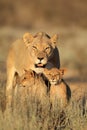 Lioness with cubs