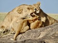Lioness Cubs Royalty Free Stock Photo