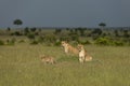 Lioness with Cubs looking for the Prey at masai Mara Royalty Free Stock Photo