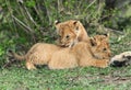 Lioness cubs, Masai Mara Royalty Free Stock Photo