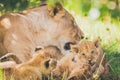 Lioness and cubs in Masai mara in Africa.