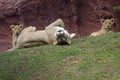 Lioness & cubs Royalty Free Stock Photo