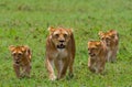 Lioness with cubs in the savannah. National Park. Kenya. Tanzania. Masai Mara. Serengeti. Royalty Free Stock Photo