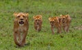 Lioness with cubs in the savannah. National Park. Kenya. Tanzania. Masai Mara. Serengeti.