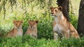 Lioness with cubs in the savannah. National Park. Kenya. Tanzania. Masai Mara. Serengeti. Royalty Free Stock Photo