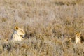 Lioness & Cubs, Serengeti National Park Royalty Free Stock Photo