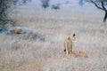 Lioness with cubs. Serengeti National Park, Tanzania, Africa Royalty Free Stock Photo