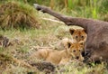 Lioness cubs at the side of wildebeest carcass. Focus at the back cub