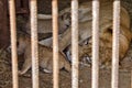 Lioness with cubs Royalty Free Stock Photo