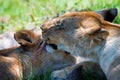 Lioness demonstrates tendeness by licking a lion