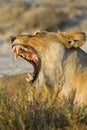 Lioness displays dangerous teeth
