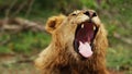 Lioness displays dangerous teeth during light rainstorm - Kruger National Park - 2018