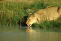 Lioness drinking Royalty Free Stock Photo