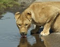 Lioness Drinking