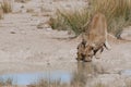 Lioness Drinking with Cubs